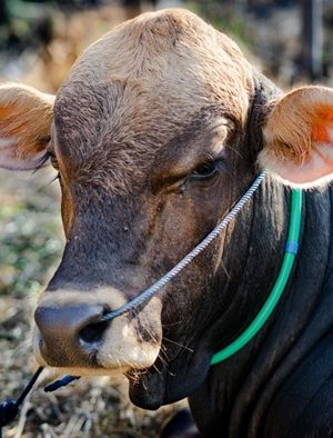Sapi PO