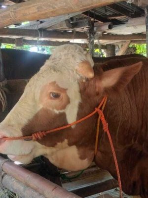 sapi simental