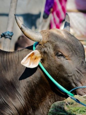 Sapi limosin
