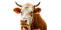 Sapi qurban